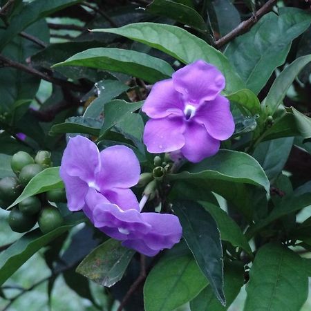 فندق بوكيتيفي  Valle Primavera المظهر الخارجي الصورة