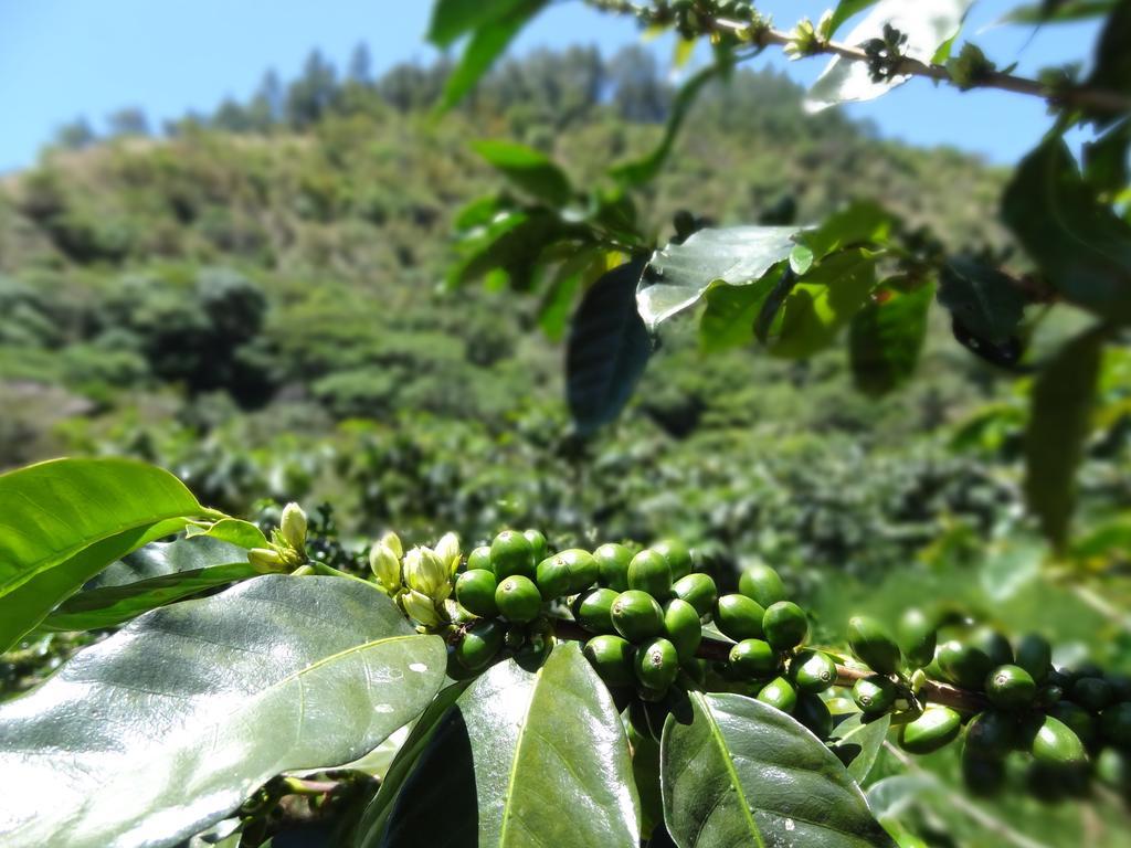 فندق بوكيتيفي  Valle Primavera الغرفة الصورة